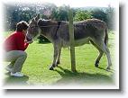 2001-08-17 Waterside donkey 5 * 640 x 480 * (60KB)